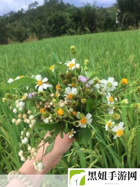 野花直播视频免费高清使用简单:1. 高清野花直播:轻松享受自然之美