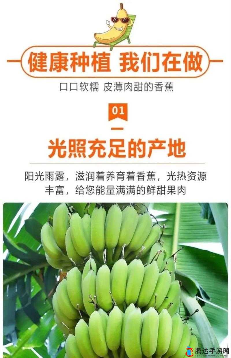麻豆精产一二三产区香蕉的独特风味与品质探秘