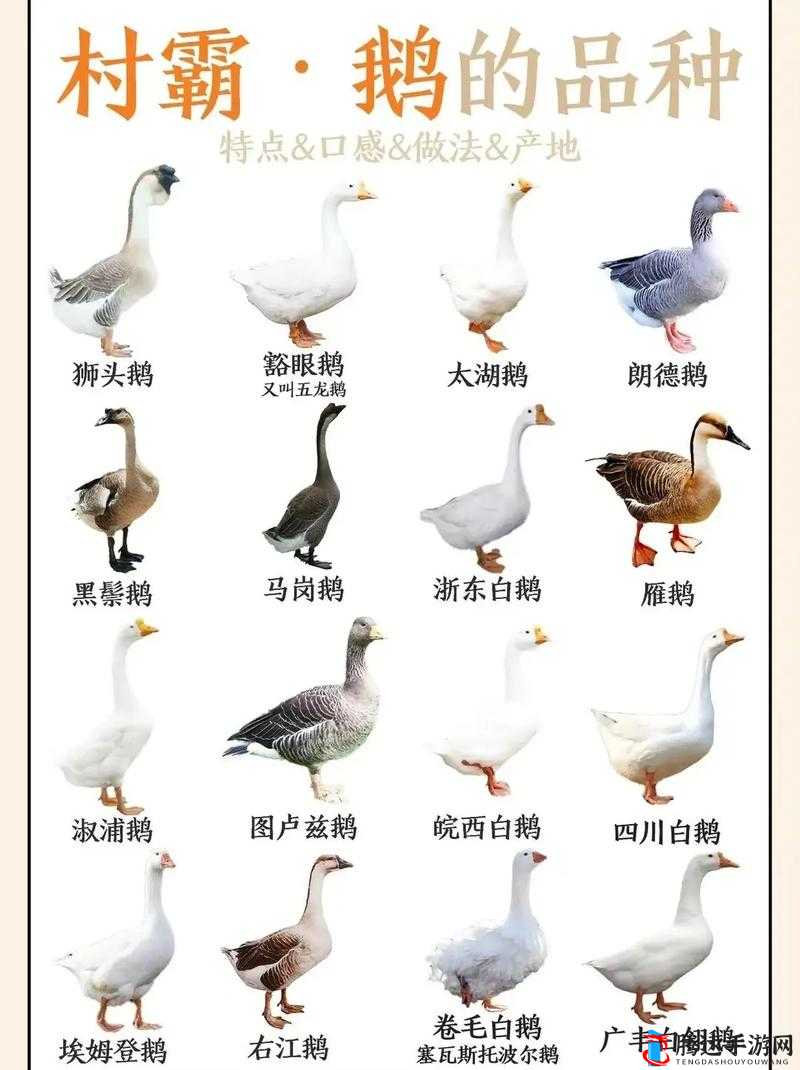 鹅鸭杀下载指南及注意事项