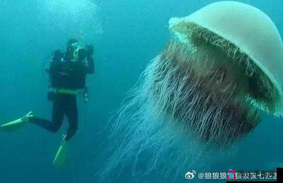 潜水员戴夫巨型水母怎么打,水母打法介绍
