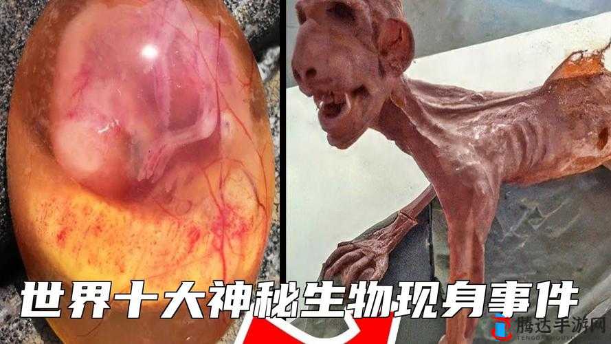 让村子里的精灵怀孕 4:神秘事件引发热议
