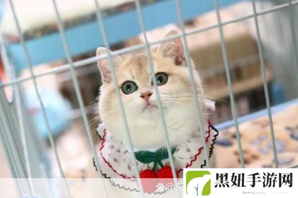 新版猫咪地域网名入口下载:1. "探索猫咪世界:新版地域网名下载指南