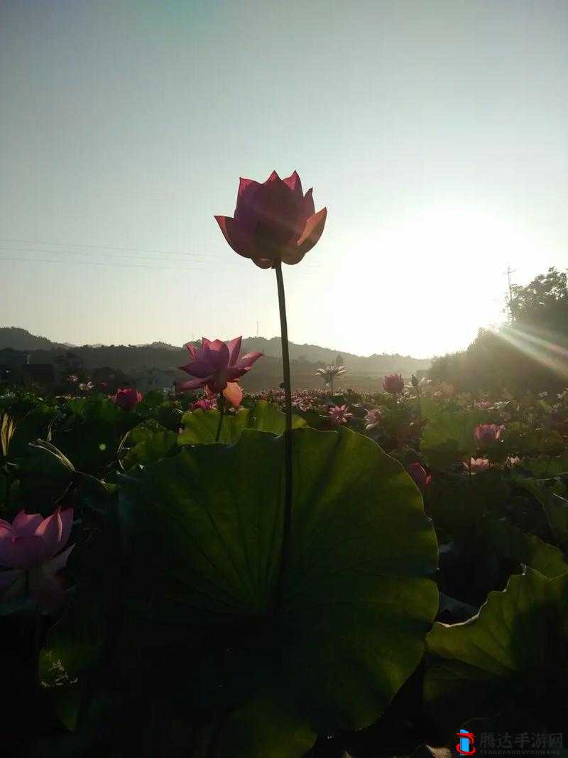 女性莲花开症状图片及相关解析