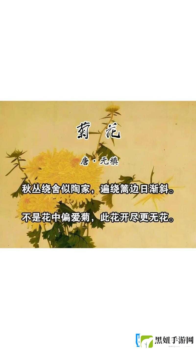 母亲的桃花源菊花