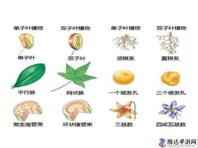嫩叶草一区二区三区的区别：功能特点各异
