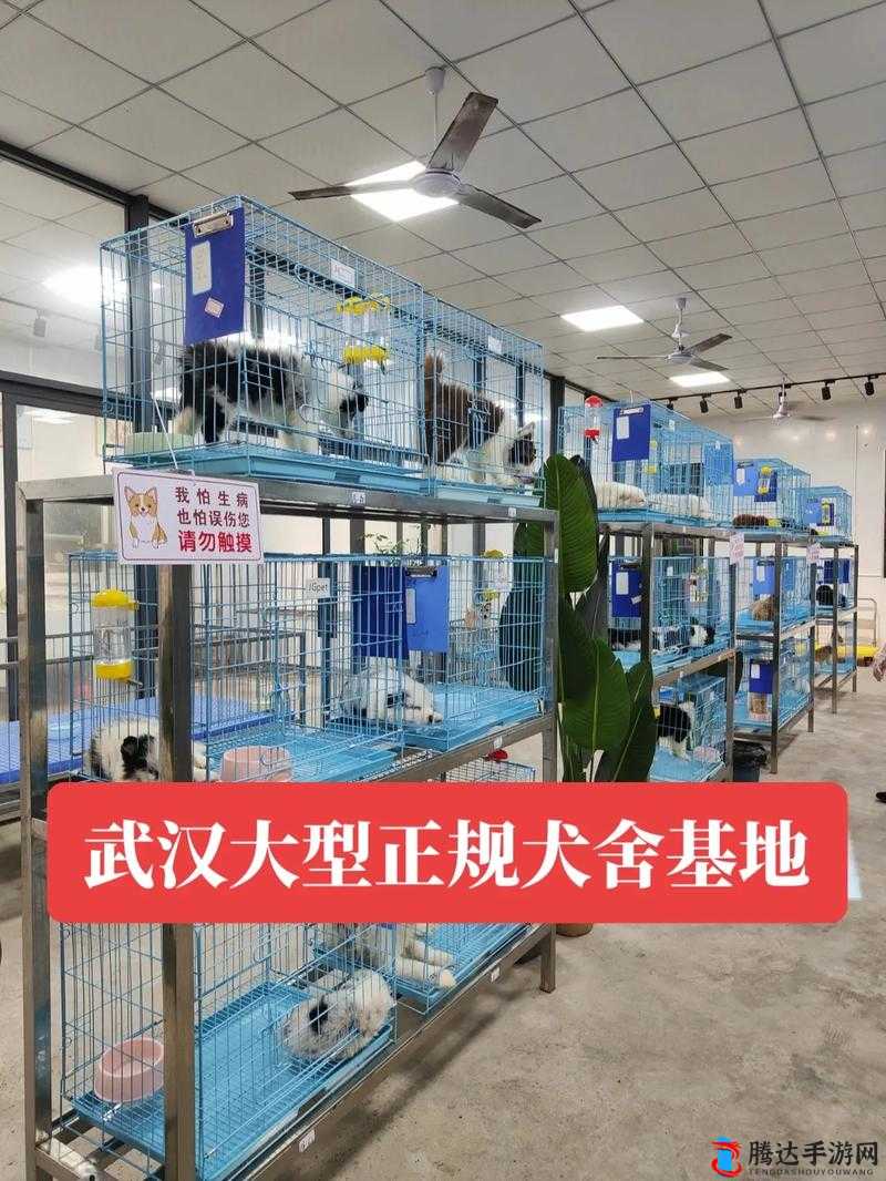 废土危行中斑点狗的贴心守护:精心建造专属狗舍的详细指南