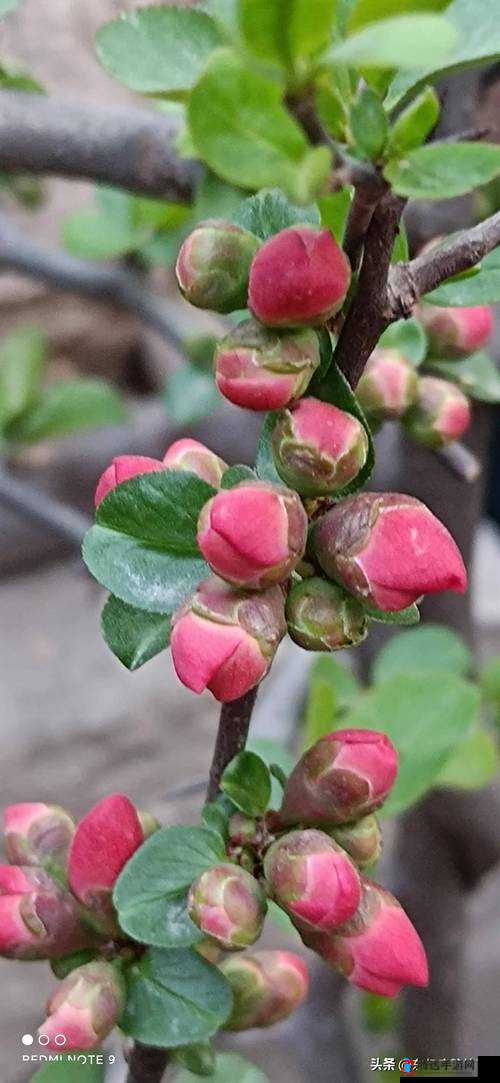 风月海棠 001:独特花卉之美