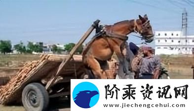 人马畜禽company