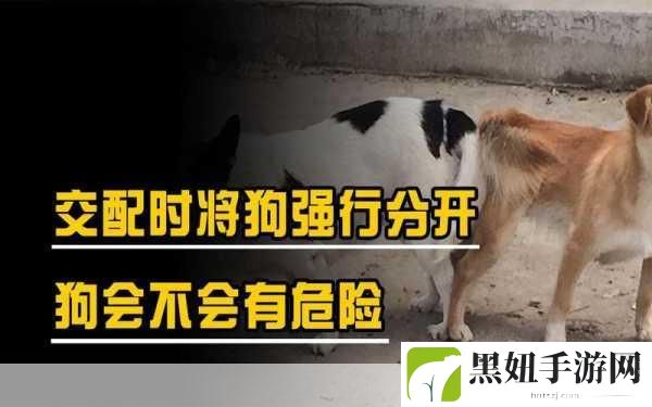 狗配人怎样配:当然可以,以下是一些与“狗配人”主题相关的扩展