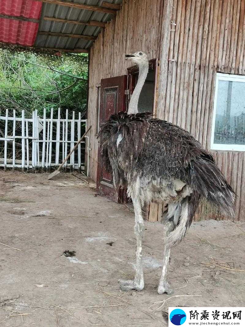 鸵鸟乐手