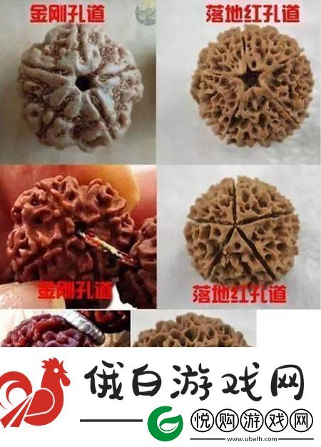 辨别金刚菩提真假
