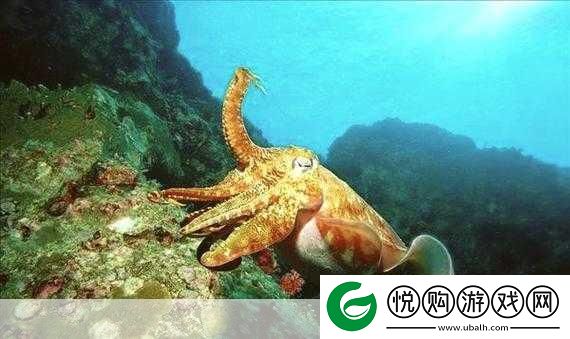探秘深海巨兽