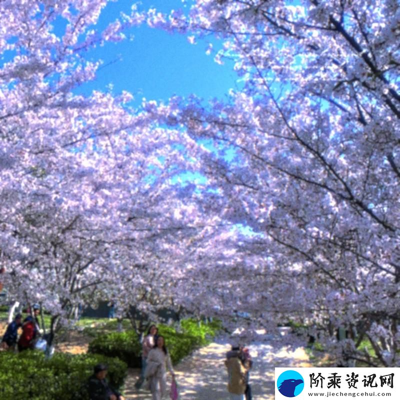 樱花网站