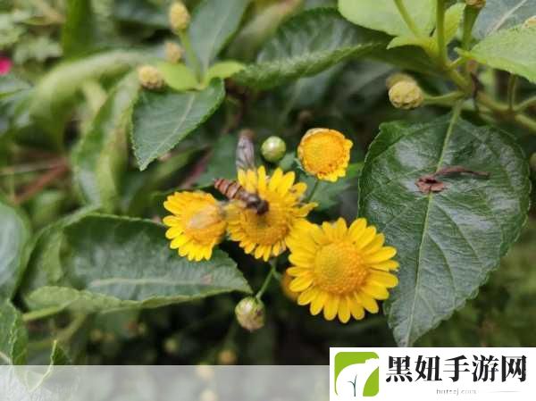 答错一题菊花放一支笔:答错一题,菊花怒放——从失败中汲取成长的力量