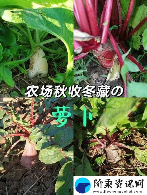 拔萝卜痛又降黄