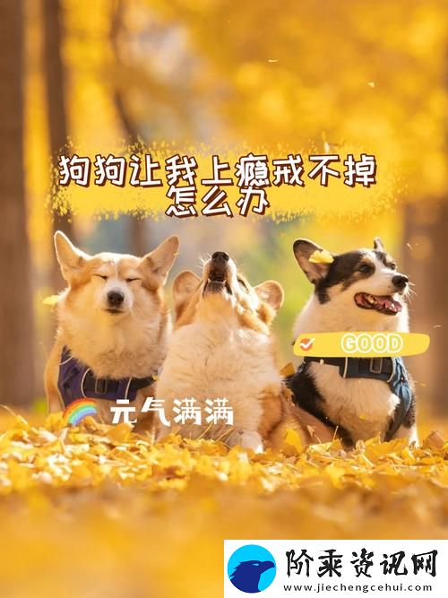 狗狗让我上瘾戒不掉怎么办