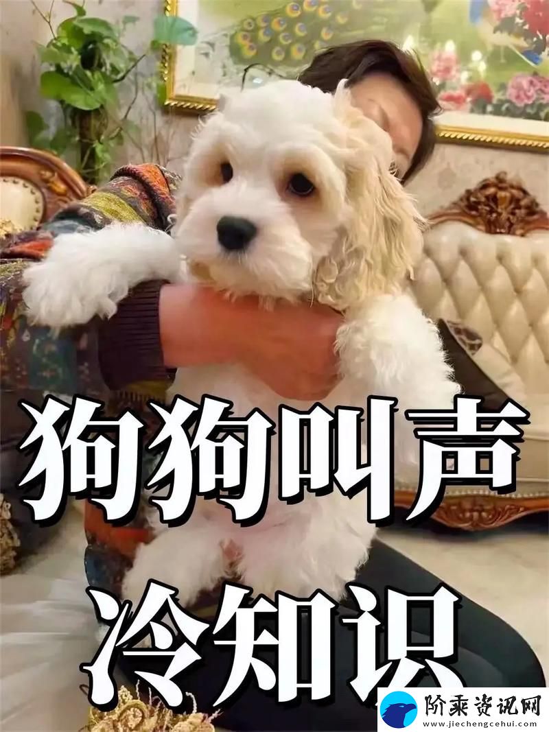 抖S狗狗要乖乖听主人的话
