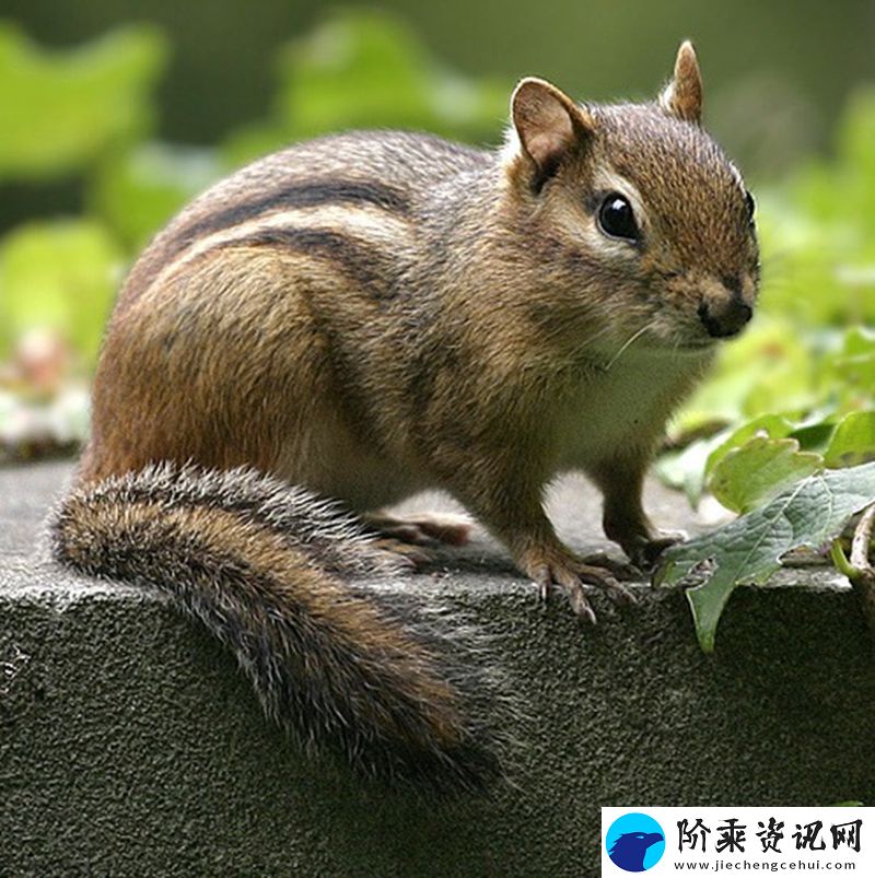 HooXi晒卡托维兹个人海报