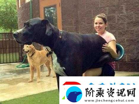 欧美人与交狗配