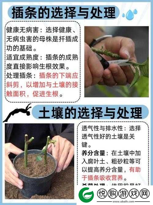 欧式 72 种扦插法的注意事项完成优化上线