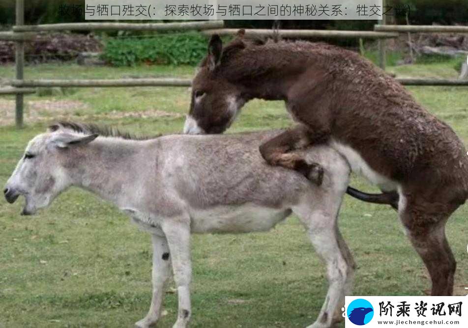 牧场与牺口殅交