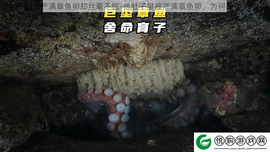 他肚子里被产满章鱼卵却丝毫不慌