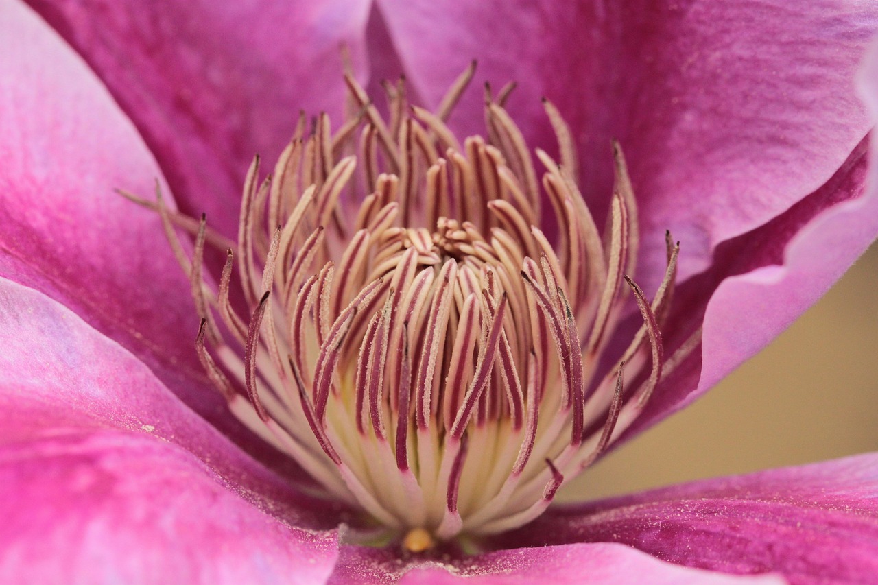 紫黑色蘑菇头体内转动视频: 探索神秘生物的奇妙世界