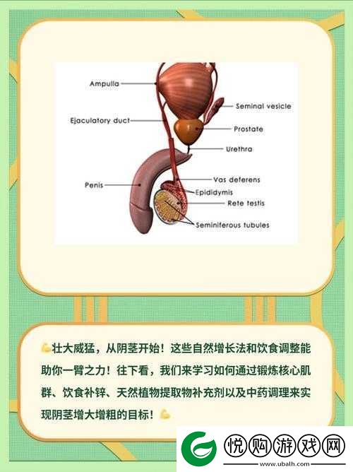 怎么能让自己的鸡变大变长