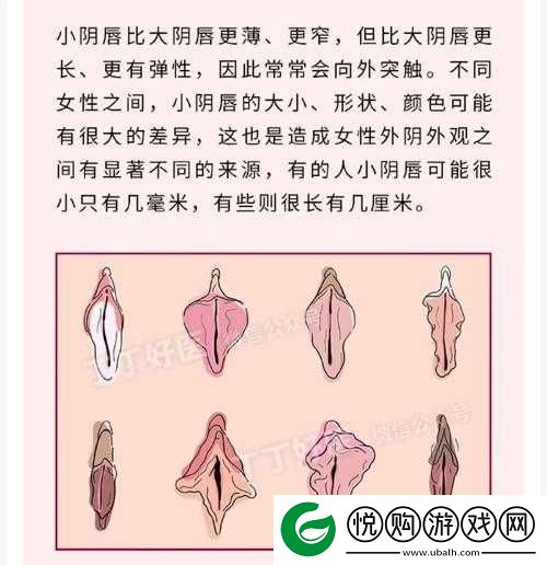 女性各种 B 型