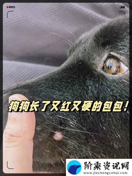 内容丰富的狗狗东西又硬又长