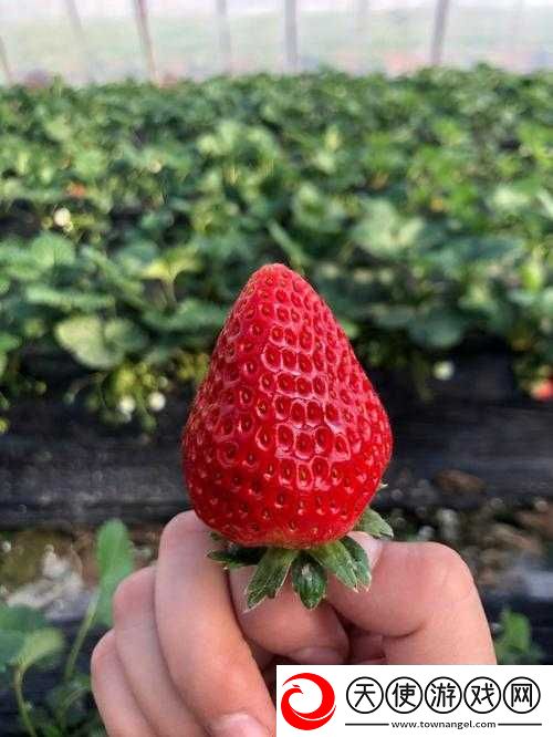 草莓视频在线观看草莓视