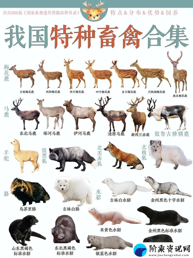 人物畜禽狗高清在线观看