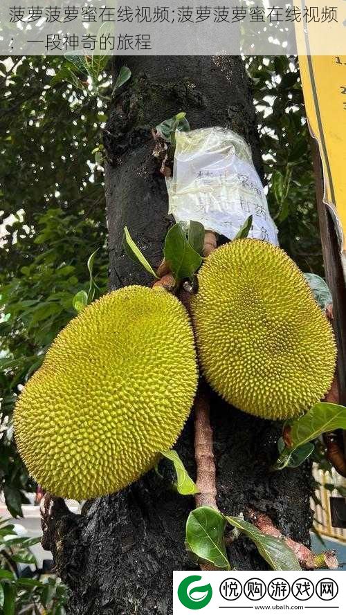 菠萝菠萝蜜在线视频;菠萝菠萝蜜在线视频