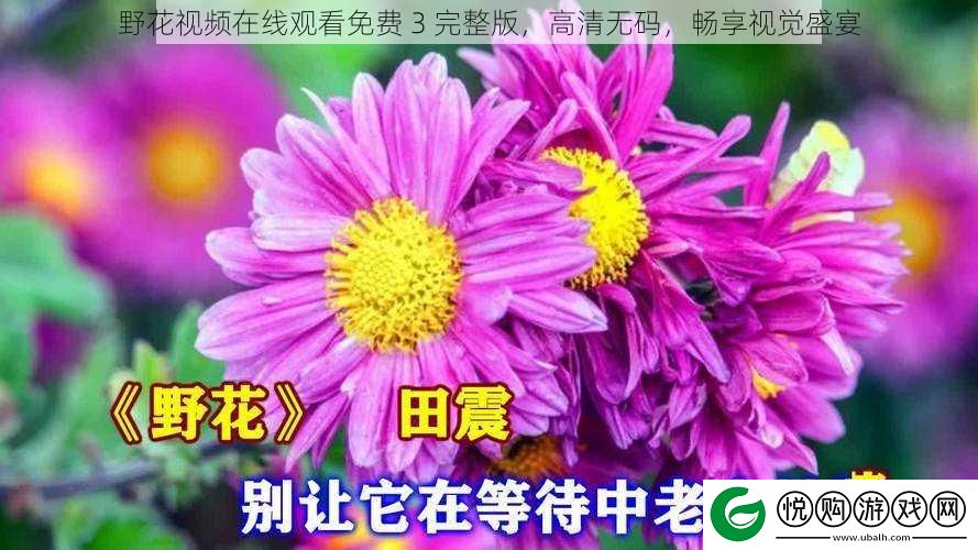 野花视频在线观看免费