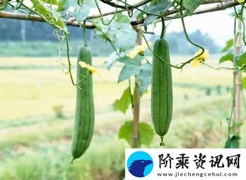 探索娱乐新趋势