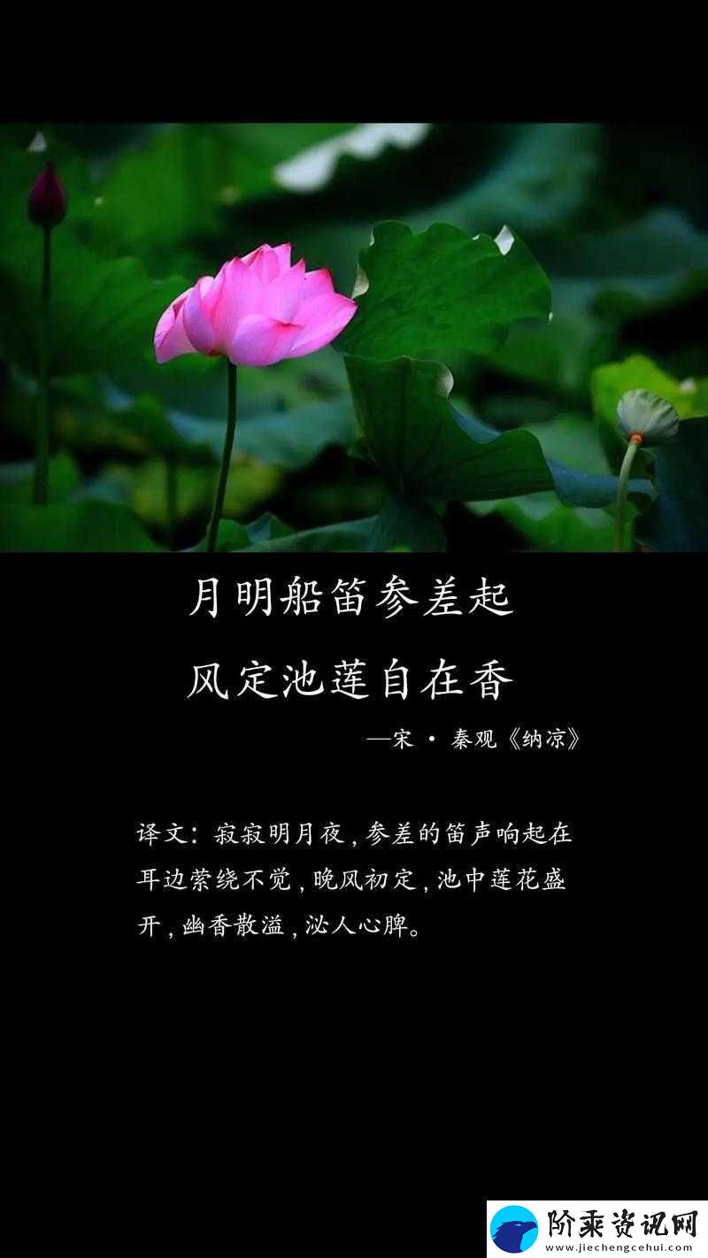 红莲绽放待君浴