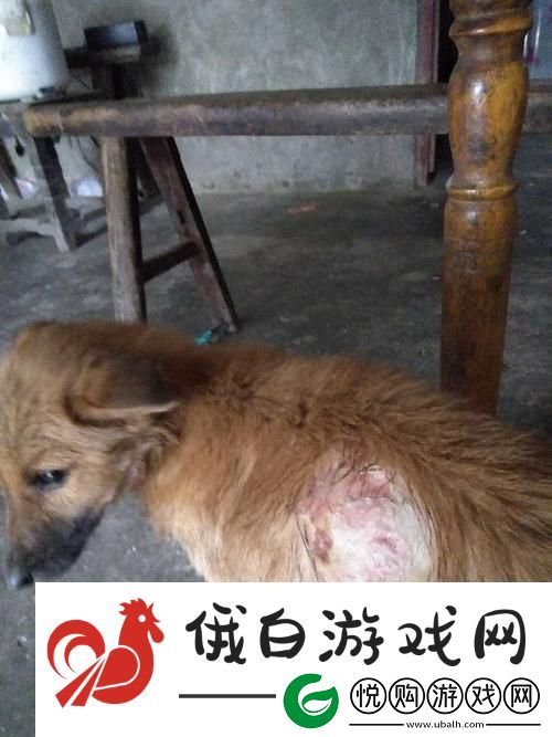 【狗狗的东西又硬又烫又臭】——你真的了解你的爱犬吗