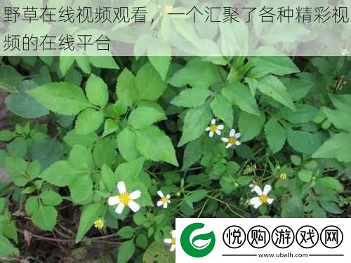 野草在线视频观看