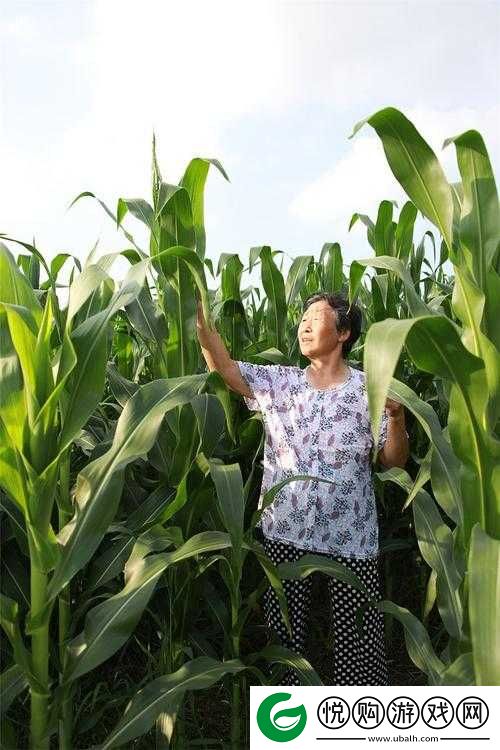 耕耘大婶的肥沃的土地