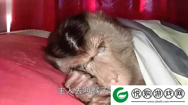 人生猴子全程不盖被子