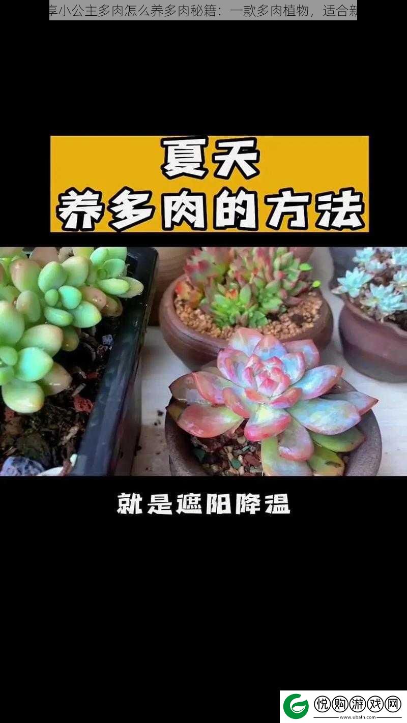 皇家共享小公主多肉怎么养多肉秘籍