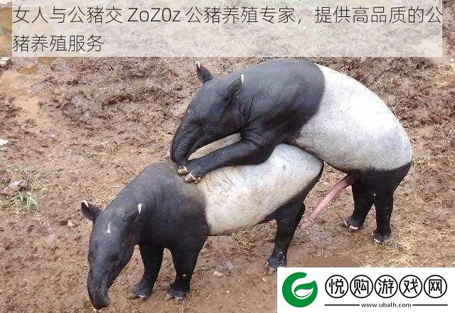 女人与公豬交