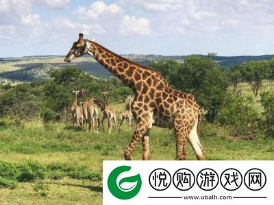 “奥林匹斯山动物园的奇特捕捉技巧”