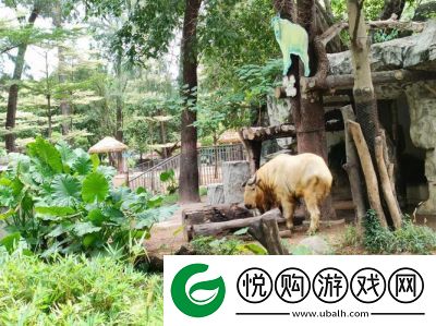 “奥林匹斯山动物园的奇特捕捉技巧”
