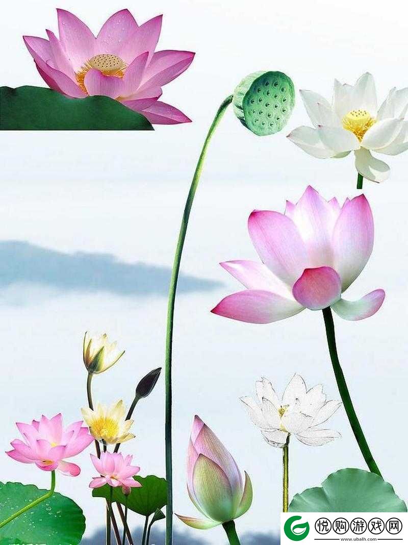 两瓣红莲今夜开一池碧水盼君浴