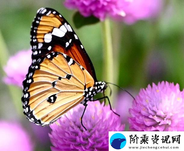 探索多彩视界