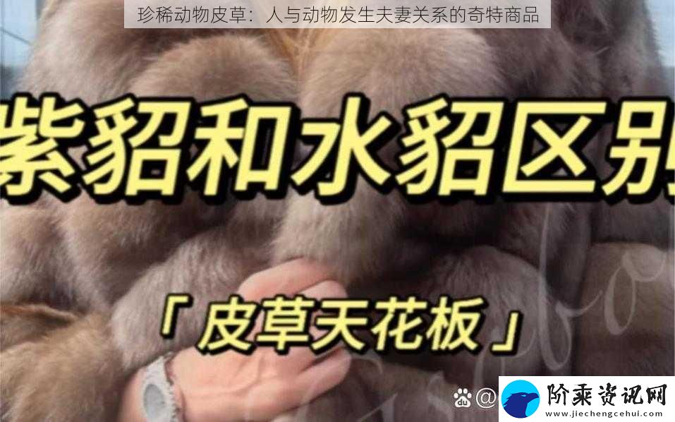 珍稀动物皮草