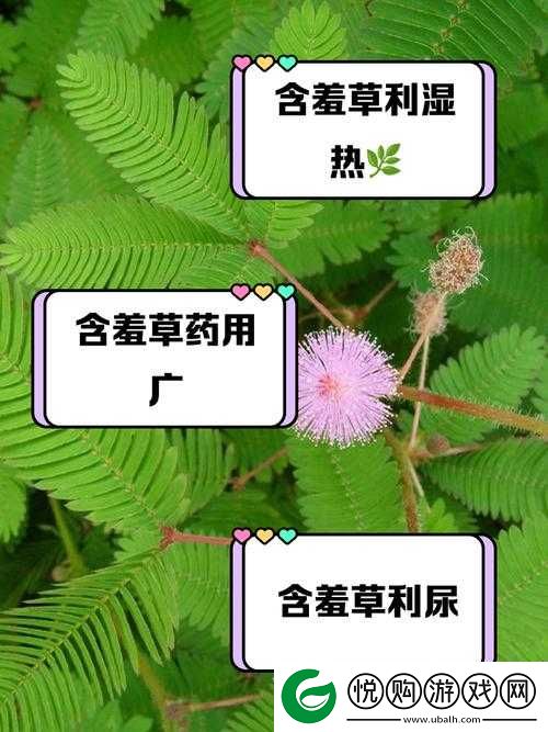 杰出水蜜桃香蕉含羞草