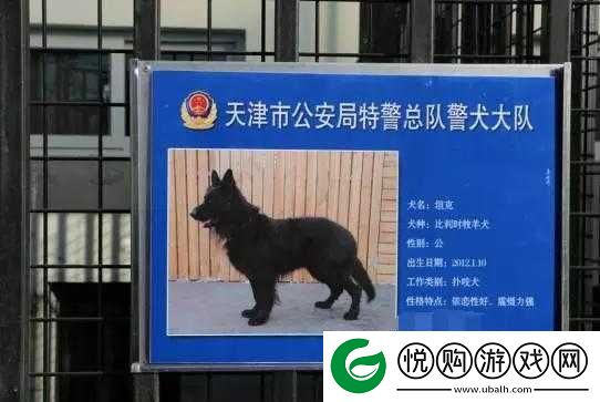 张警犬三部曲究竟在哪里探寻之旅