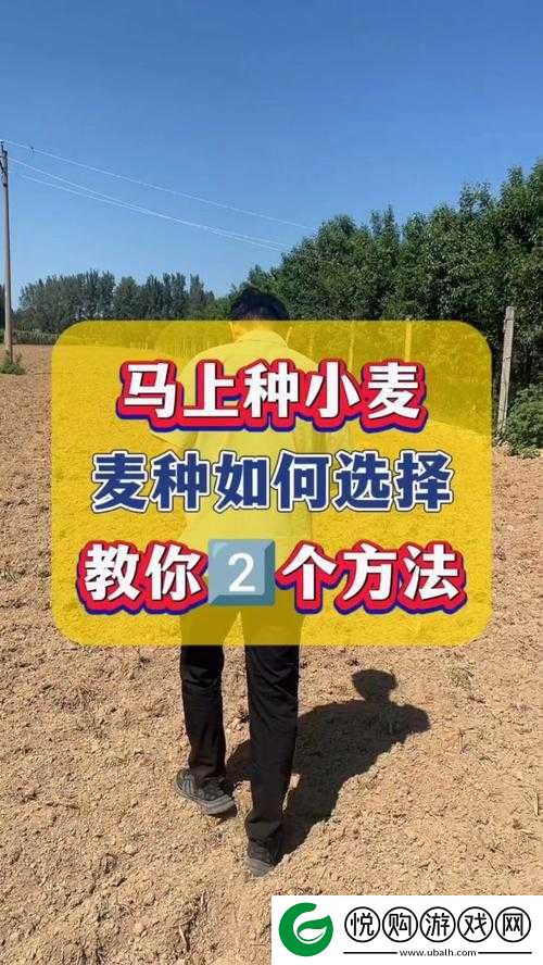 韩国朋友家的麦子是如何种植的